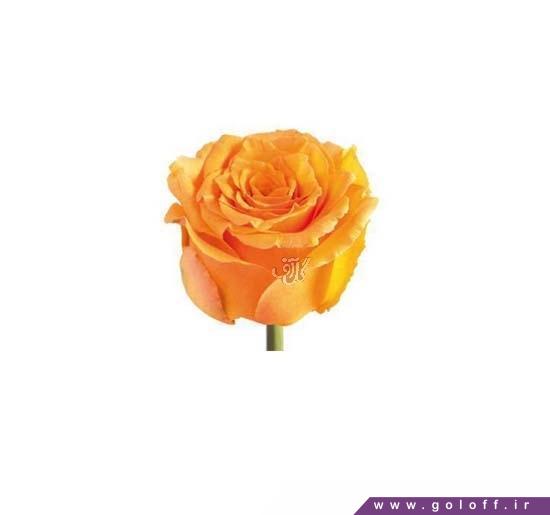 گل رز هلندی کاسیما - Rose | گل آف